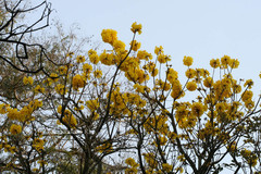 Handroanthus chrysotrichus